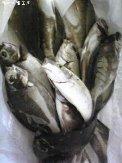 ���åѥ��졢����