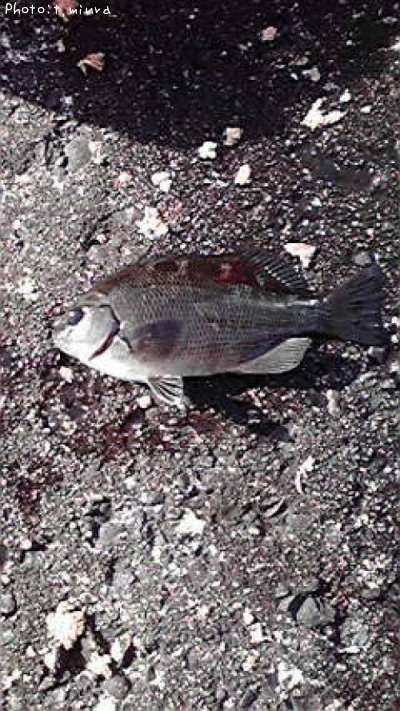 ���åѥ᥸��