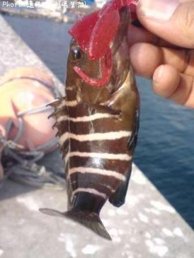 ����ޤ�ʬ����ޤ�����