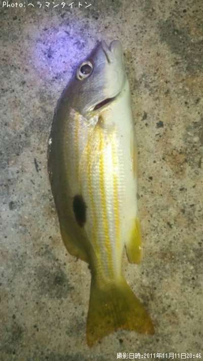 ����ʤˡ�