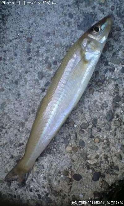 ���줾�����ѡ���ԥ󥯤ν�����