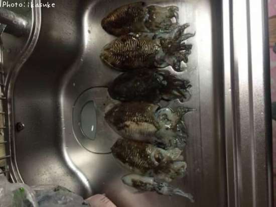 ���������Ȥ��ӥ�����