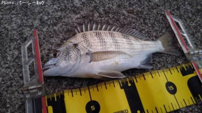 ���������ʥ�������