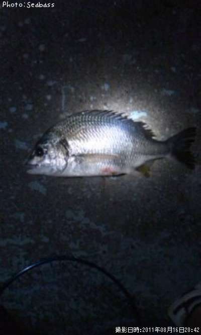 �������������ӥ졩