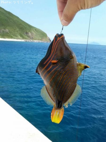 ������󥬥�