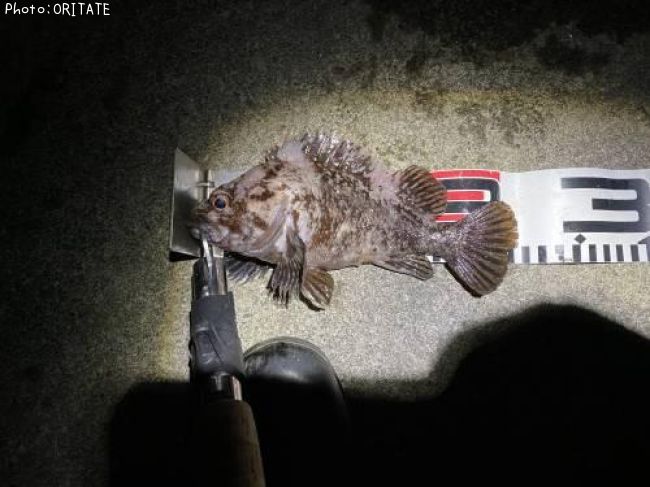 ������������Х�