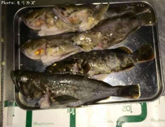 ���������ʤ�