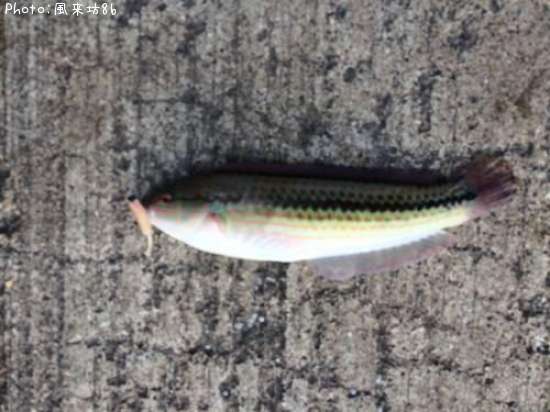 ���奦����