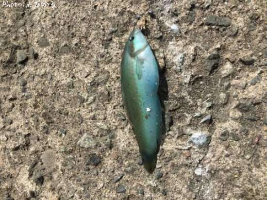 ���奦����