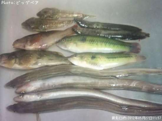 ���奦����٥�