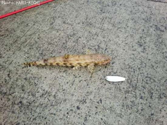 �ޥ��饨��