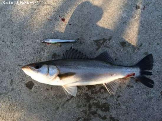 �ޤ����åѤʥ����Х���