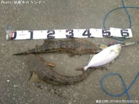 �ޥ��������祴