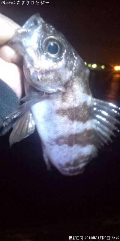 ���ޤ����Х�