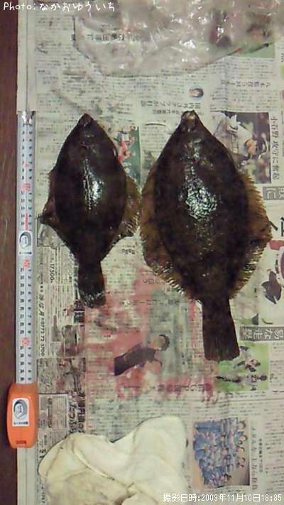 �ޥ����쥤