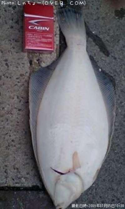 �ޥ����쥤