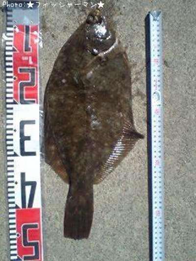 �ޥ����쥤