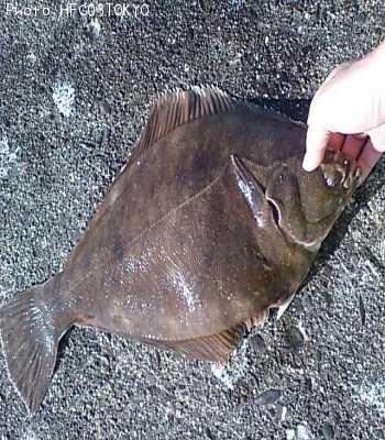 �ޥ����쥤