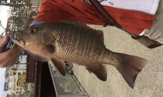 �ޥ󥰥����֥���å��ʥ��ޥե�������