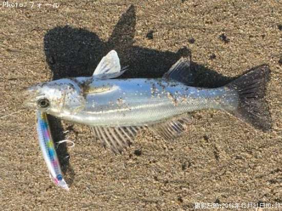 �ޥ륻����