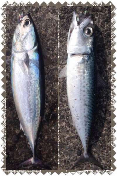 �ޥ��Фȥޥ륽����