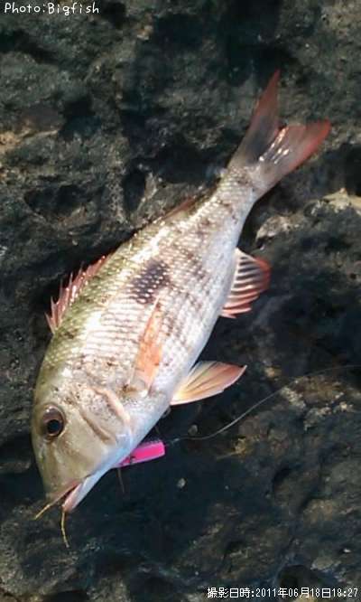 �ޥȥե��ե�