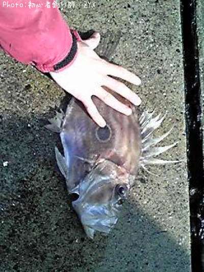 �ޥȥ�����