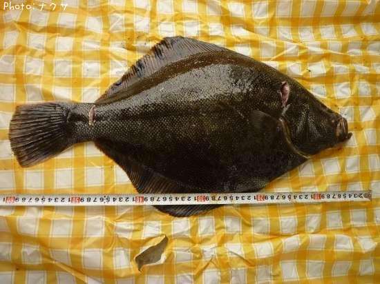 �ޥĥ��塞�쥤