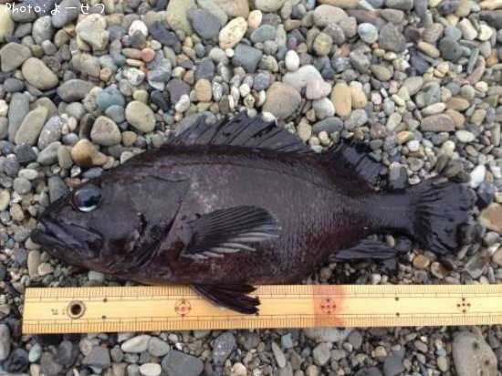 �ޥ�����