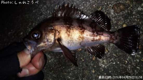 ��Х������