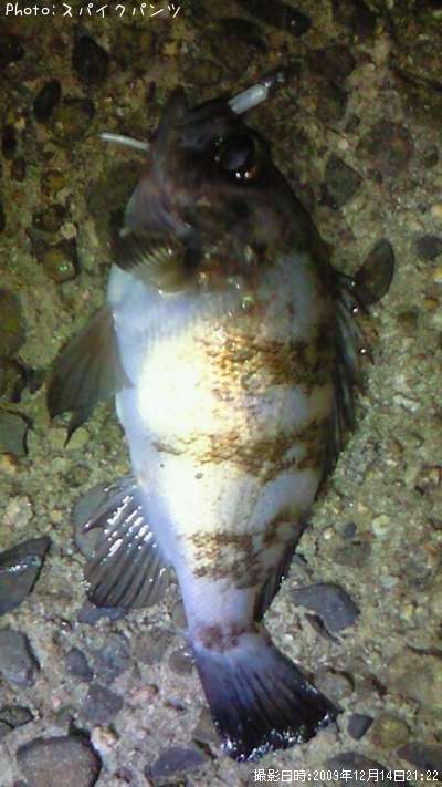 ��Х롢����