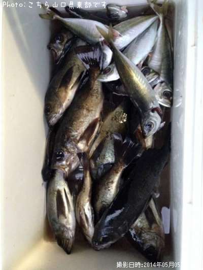 ��Х롡����