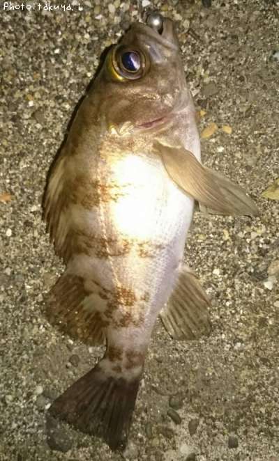 ��Х롢����