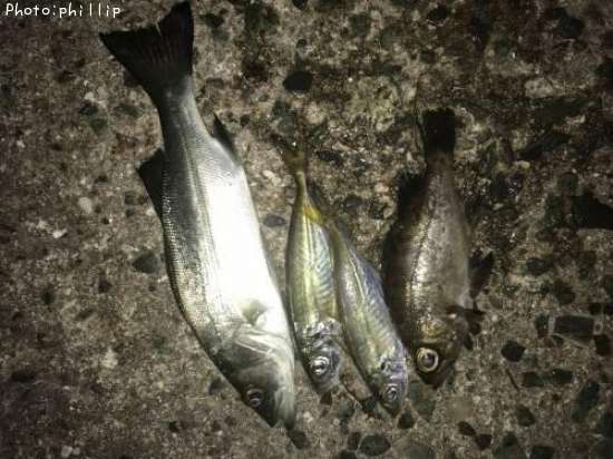 ��Х롢������������