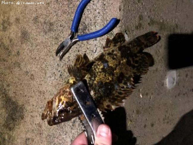 ��Х롤�٥å�������