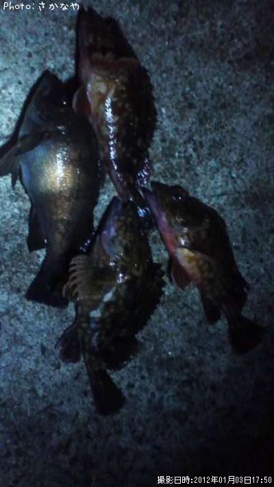 ��Х롢������