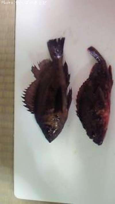 ��Х롢������