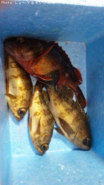 ��Х롢������