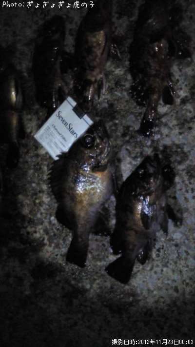 ��Х롦������