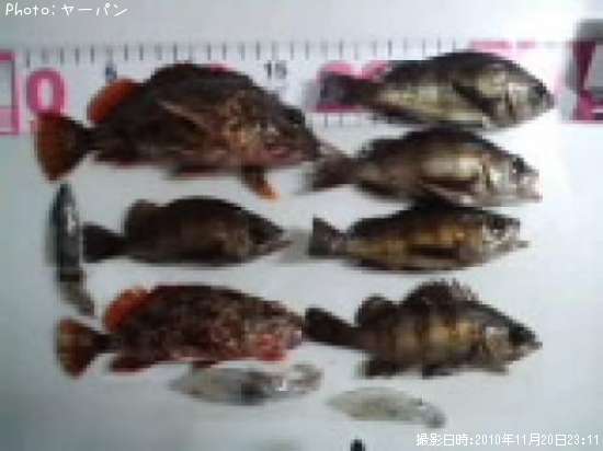 ��Х롦������