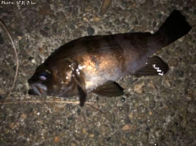 ��Х롢������������