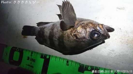 ��Х�����������������Х�