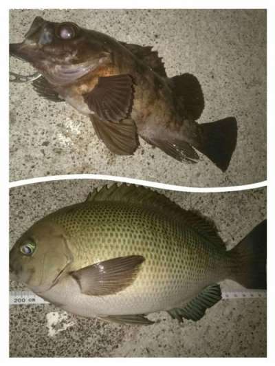 ��Х롢�᥸��