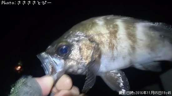 ��Х���᥸�ʡ������Х�