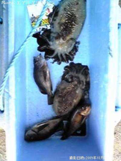 ��Х롢��󥴥�����