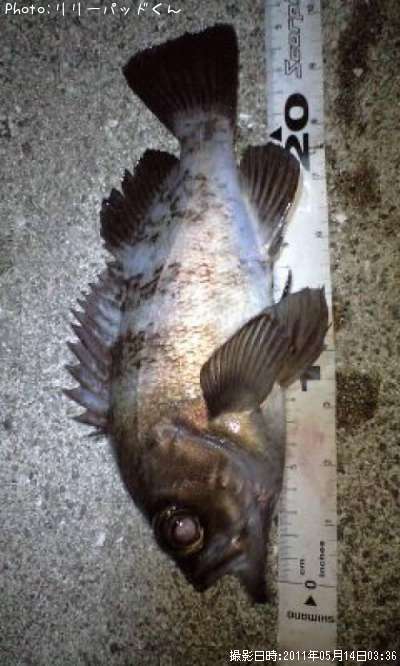 ��Х�����