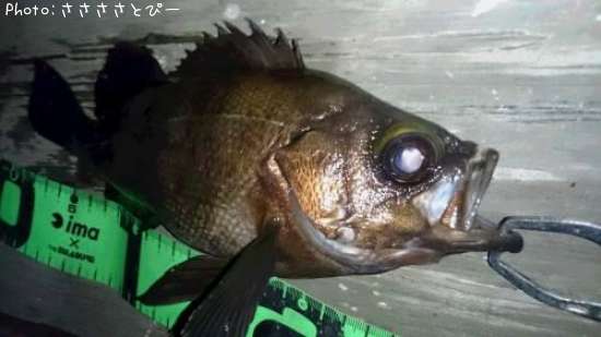 ��Х�������Х���