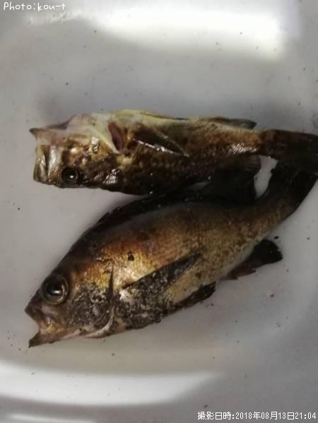 ��Х롢����