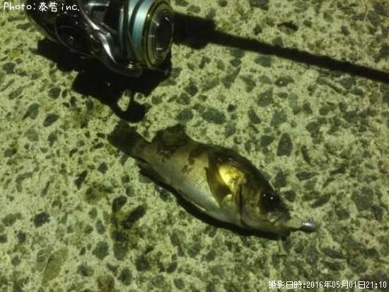 ��Х������