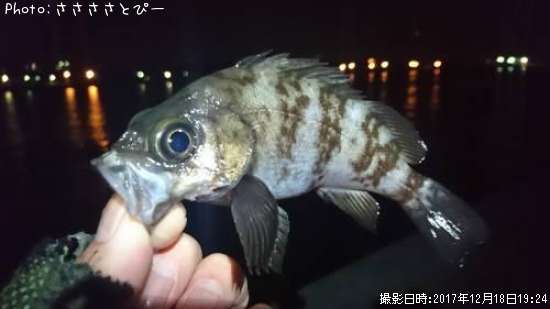 ��Х���勵�ꥬ��